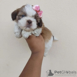 Photo №2 to announcement № 42827 for the sale of shih tzu - buy in United States breeder