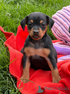 Photo №2 to announcement № 171800 for the sale of miniature pinscher - buy in France 