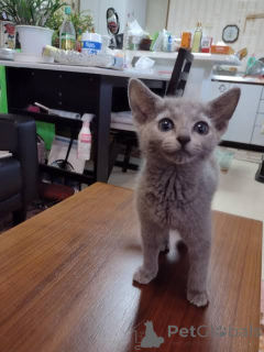 Photo №1. russian blue - for sale in the city of Bad Kleinkirchheim | negotiated | Announcement № 173599