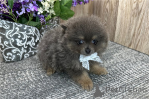 Photo №3. *Adorable*Cute Pomeranians Chihuahuas puppies. United States