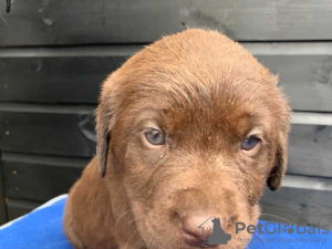 Photo №1. labradoodle - for sale in the city of Аугсбург | 300$ | Announcement № 70926