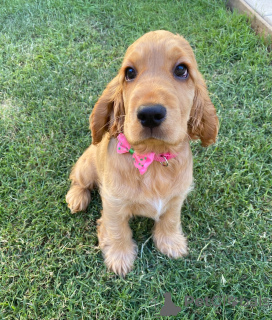 Photo №1. english cocker spaniel - for sale in the city of Andelst | negotiated | Announcement № 161299