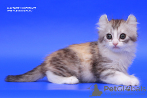 Photo №2 to announcement № 7947 for the sale of american curl - buy in Russian Federation from nursery