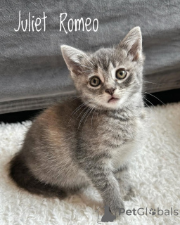 Photo №1. domestic cat - for sale in the city of Munich | 376$ | Announcement № 150625