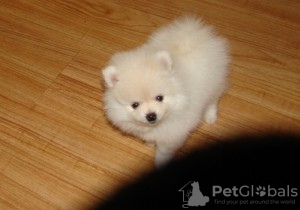 Photo №1. pomeranian - for sale in the city of Хинвиль | negotiated | Announcement № 93360