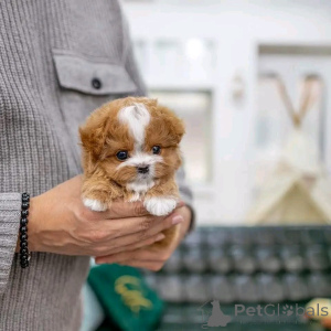 Photo №3. Toy poodle puppy. United States
