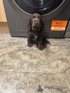 Photo №2 to announcement № 168838 for the sale of american cocker spaniel - buy in France breeder
