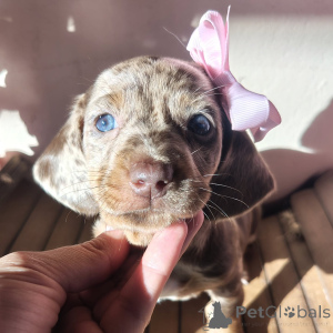 Photo №2 to announcement № 171769 for the sale of dachshund - buy in Czech Republic private announcement