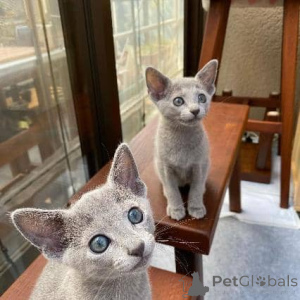 Photo №2 to announcement № 165163 for the sale of russian blue - buy in Finland private announcement, breeder