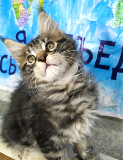 Photo №2 to announcement № 135370 for the sale of maine coon - buy in Russian Federation private announcement, from nursery, breeder