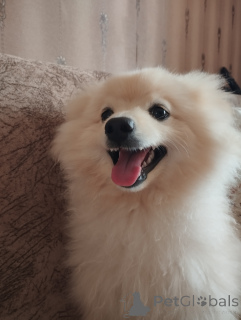 Photo №1. german spitz - for sale in the city of Baku | 30$ | Announcement № 144515