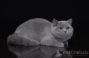 Photo №2 to announcement № 115056 for the sale of british shorthair - buy in Russian Federation private announcement