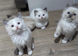 Photo №1. ragdoll - for sale in the city of Beiersdorf | 329$ | Announcement № 153368