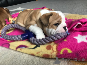 Photo №1. english bulldog - for sale in the city of Франкфурт-на-Майне | 317$ | Announcement № 87167