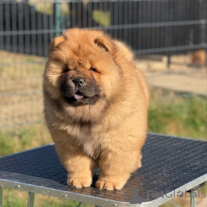 Photo №1. chow chow - for sale in the city of New Orleans | 900$ | Announcement № 157404