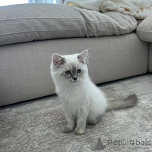 Photo №2 to announcement № 89863 for the sale of siberian cat - buy in Australia 