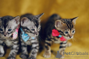 Photo №1. bengal cat - for sale in the city of Paris | 264$ | Announcement № 98385
