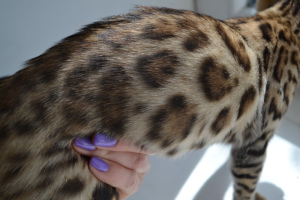 Photo №4. I will sell bengal cat in the city of Brest. breeder - price - 245$