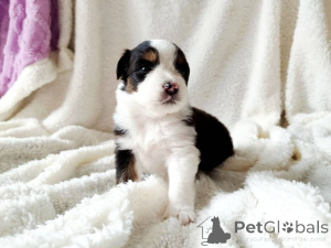 Photo №1. australian shepherd - for sale in the city of Berlin | negotiated | Announcement № 157580