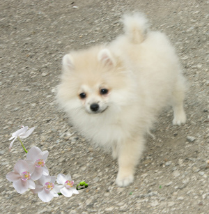 Photo №2 to announcement № 2080 for the sale of pomeranian - buy in Russian Federation breeder
