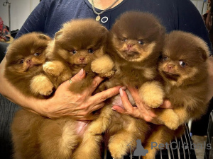 Photo №1. pomeranian - for sale in the city of Paris | Is free | Announcement № 161923