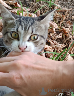 Photo №1.  - for sale in the city of Moscow river | Is free | Announcement № 156235