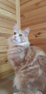 Additional photos: Maine Coon