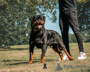 Additional photos: Kennel Club Registered beautiful Rottweiler Puppies