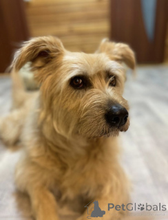 Photo №1. non-pedigree dogs - for sale in the city of Khimki | Is free | Announcement № 158139