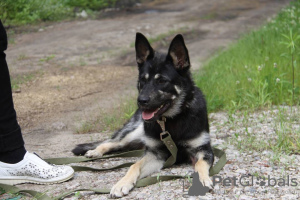 Photo №2 to announcement № 21675 for the sale of non-pedigree dogs - buy in Russian Federation private announcement