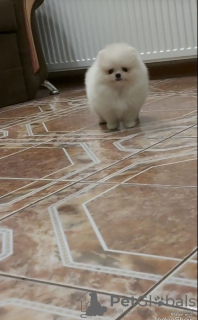 Additional photos: beautiful Pomeranian puppies