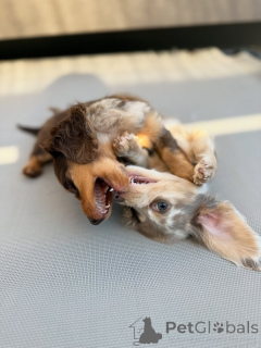 Photo №4. I will sell  in the city of Helsinki. private announcement, from the shelter - price - 516$