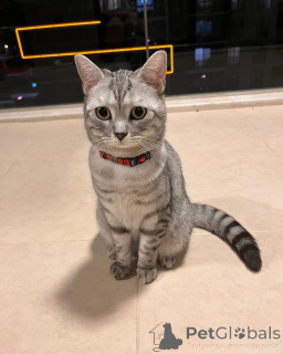 Photo №3. Meet Oliver the little gentleman with a golden heart and royal poise.. Italy