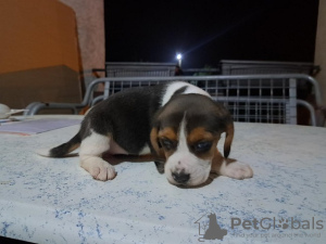Photo №1. beagle - for sale in the city of Nemenikuće | negotiated | Announcement № 73026