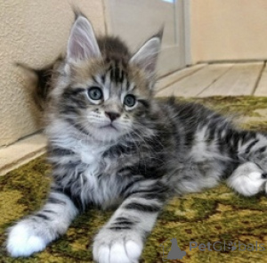 Photo №1. maine coon - for sale in the city of Balta | 310$ | Announcement № 172664