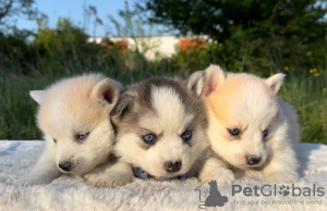 Photo №4. I will sell pomeranian in the city of Belgrade.  - price - Is free