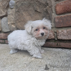 Photo №2 to announcement № 171670 for the sale of maltese dog - buy in Netherlands private announcement