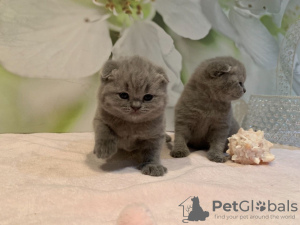 Photo №3. Lovely Vaccinated Scottish Fold kittens available now. Germany