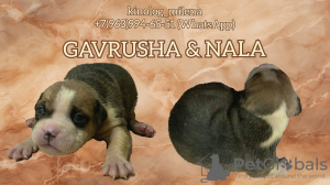 Photo №2 to announcement № 126816 for the sale of american bully - buy in Serbia private announcement, from nursery, breeder