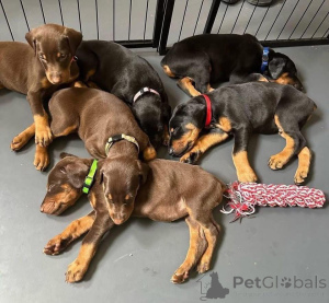Photo №3. Urocze szczenięta dobermana do adopcji. Poland