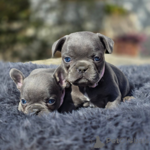 Photo №3. Purebred French Bulldog Puppies with Exceptional Temperaments. France