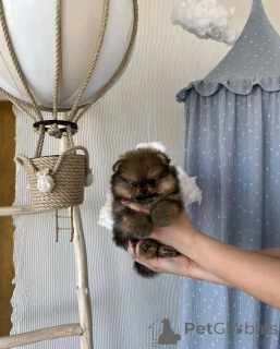 Photo №2 to announcement № 138053 for the sale of  - buy in Spain 