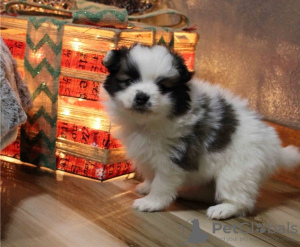 Photo №1. german spitz - for sale in the city of Köniz | negotiated | Announcement № 17401