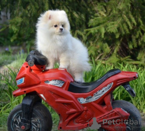 Photo №4. I will sell pomeranian in the city of Stockholm. private announcement, from nursery, breeder - price - 1500$