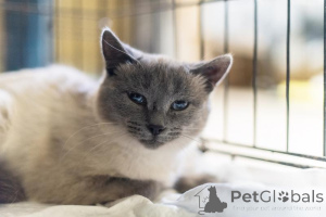 Photo №1.  - for sale in the city of Khimki | Is free | Announcement № 159059