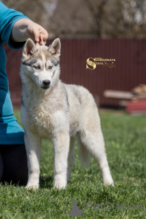 Photo №4. I will sell siberian husky in the city of Москва. breeder - price - negotiated