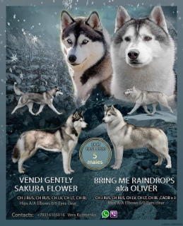 Photo №1. siberian husky - for sale in the city of Kaliningrad | negotiated | Announcement № 5737