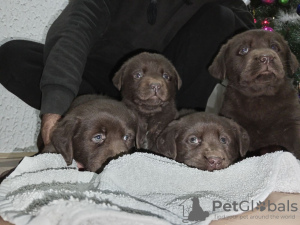 Photo №1. labrador retriever - for sale in the city of Belgrade | negotiated | Announcement № 128250