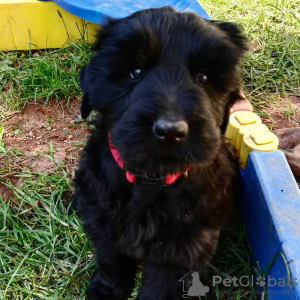 Photo №1. black russian terrier - for sale in the city of Vilnius | negotiated | Announcement № 119696