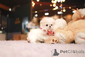 Photo №3. Dean Janet Kay puppies house. United States